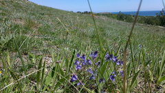 Veronica capsellicarpa