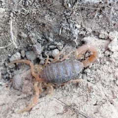 Parabuthus planicauda