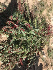 Blitum virgatum