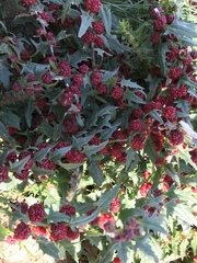 Blitum virgatum