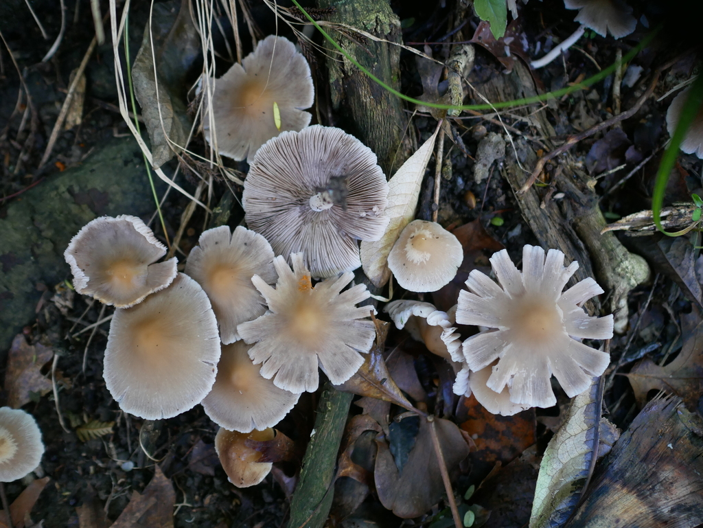 Candolleomyces candolleanus · May 2025 · photo: © alice_shanks (iNaturalist, cc-by)
