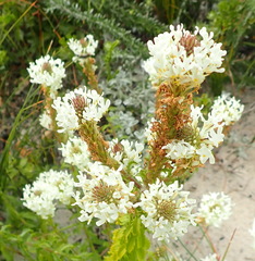 Dischisma ciliatum erinoides
