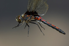 Leucorrhinia borealis