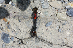 Leucorrhinia glacialis