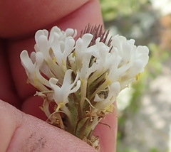 Dischisma ciliatum erinoides