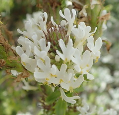 Dischisma ciliatum erinoides