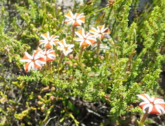 Jamesbrittenia albomarginata