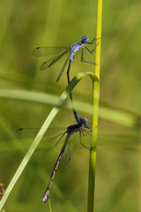 Lestes forcipatus