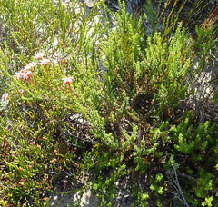 Jamesbrittenia albomarginata