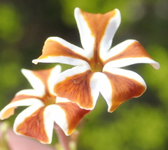 Jamesbrittenia albomarginata