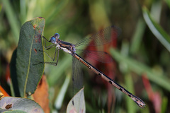 Lestes forcipatus