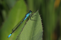 Coenagrion angulatum