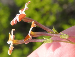 Jamesbrittenia albomarginata