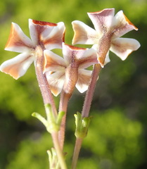 Jamesbrittenia albomarginata