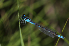 Coenagrion angulatum