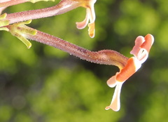 Jamesbrittenia albomarginata