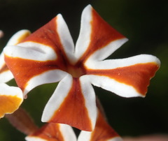 Jamesbrittenia albomarginata