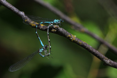 Coenagrion interrogatum