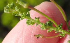 Jamesbrittenia albomarginata