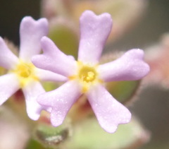 Zaluzianskya gracilis