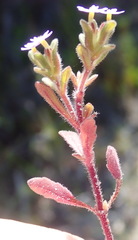 Zaluzianskya gracilis