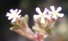 Zaluzianskya gracilis