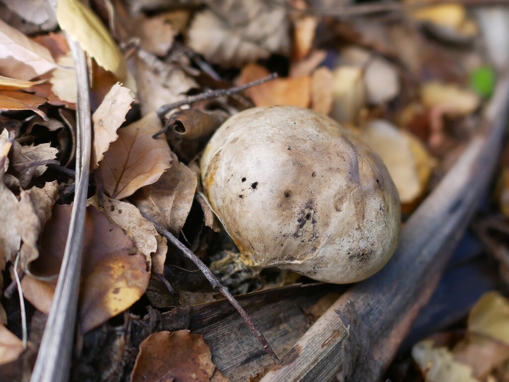 Scleroderma bovista · May 2025 · photo: © alice_shanks (iNaturalist, cc-by)