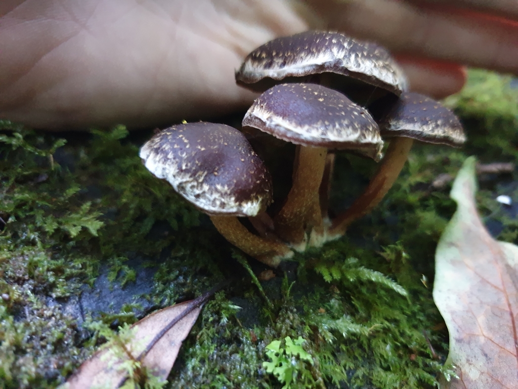 Hypholoma brunneum · May 2025 · photo: © samlasham (iNaturalist, cc0)