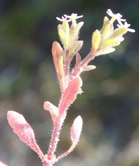 Zaluzianskya gracilis