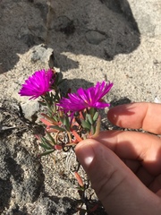 Lampranthus ceriseus