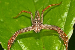 Hamadruas hieroglyphica