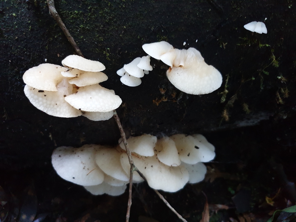 Favolaschia pustulosa · May 2025 · photo: © samlasham (iNaturalist, cc0)