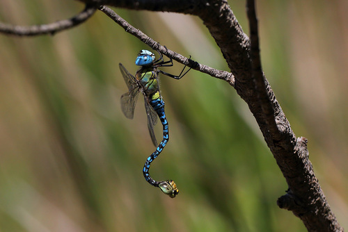 Southern Migrant Hawker, photo 5 of 10