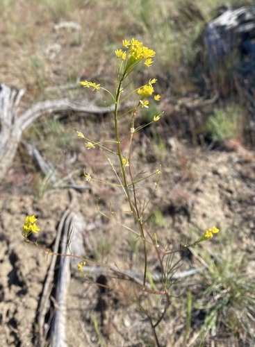 Descurainia longepedicellata