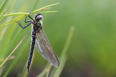 Somatochlora alpestris