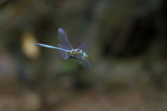 Somatochlora meridionalis