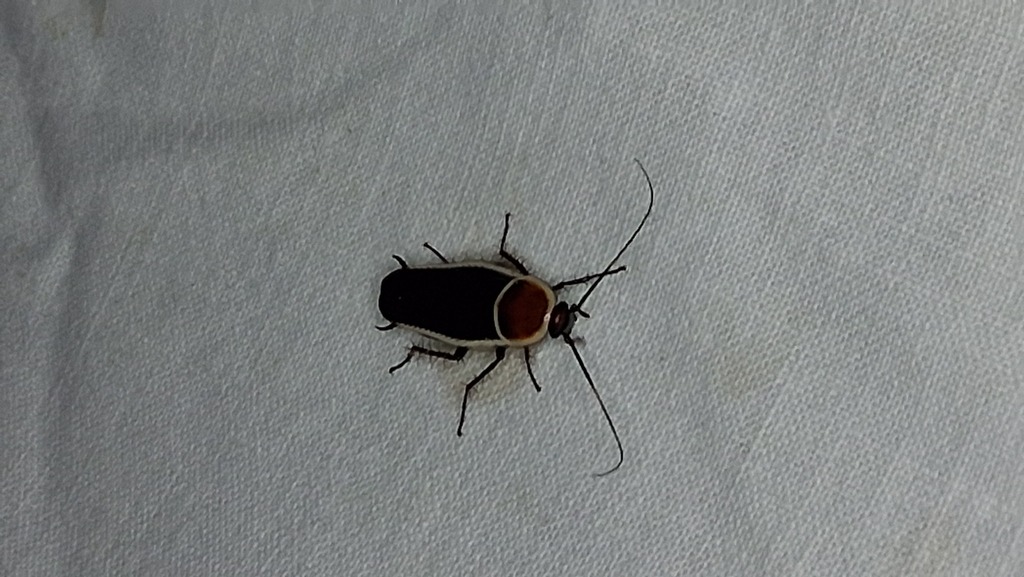 Pale-bordered Field Cockroach from Washington Avenue Coalition ...