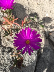 Lampranthus ceriseus