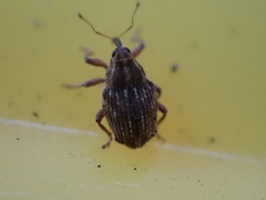 Trichosirocalus troglodytes