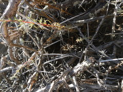 Cercotrichas coryphoeus