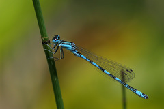 Coenagrion mercuriale