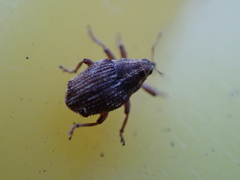 Trichosirocalus troglodytes