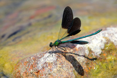 Calopteryx xanthostoma