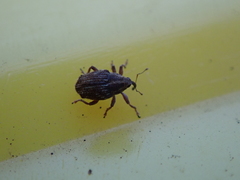 Trichosirocalus troglodytes