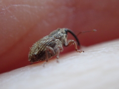 Trichosirocalus troglodytes