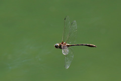 Oxygastra curtisii