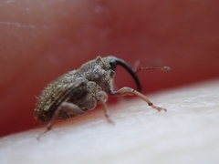 Trichosirocalus troglodytes