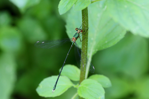 Western Willow Spreadwing