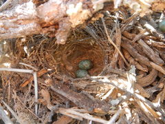 Cercotrichas coryphoeus