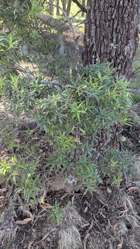 Image of Leucopogon affinis by (c) Alesha Teitzel, some rights reserved (CC BY)